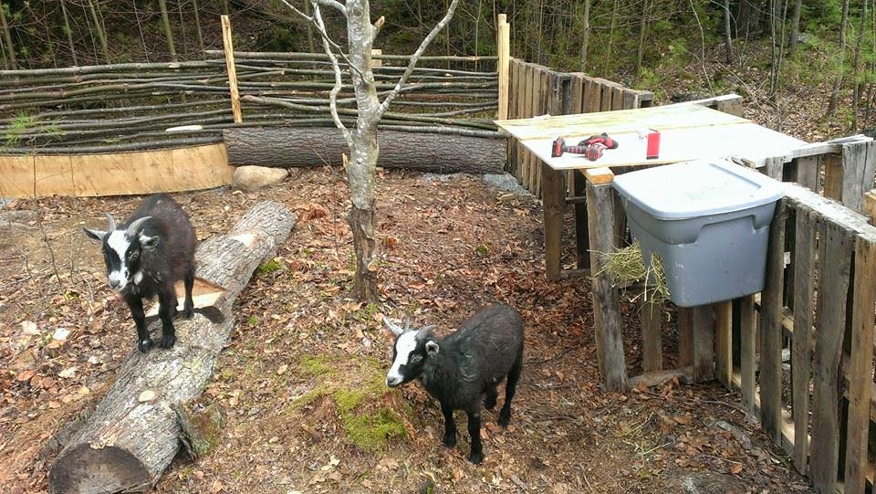 Good Luck Green Goat Pen Build More Uses For Pallets