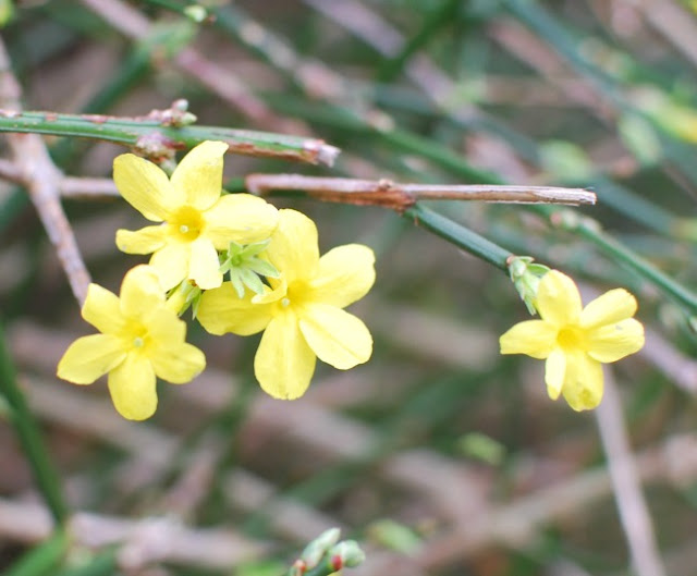 Picture of yellow Jasmine flowers
