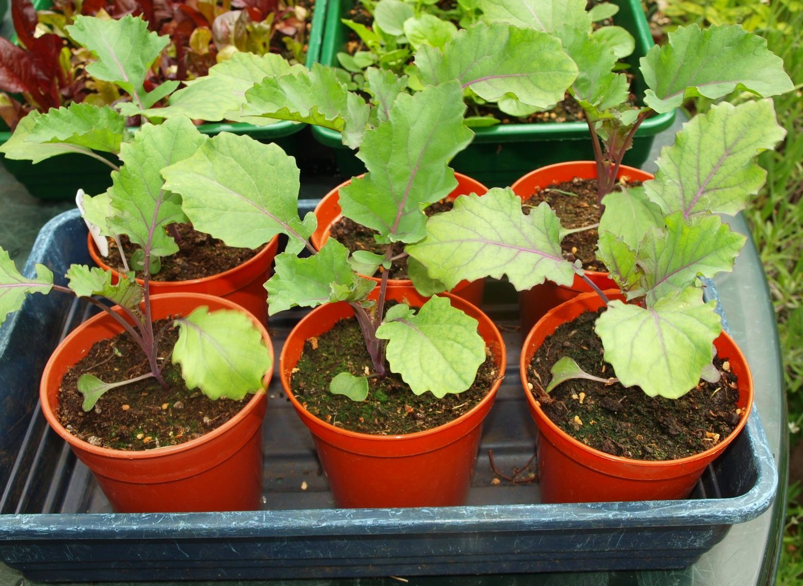 Mark's Veg Plot Flower Sprouts