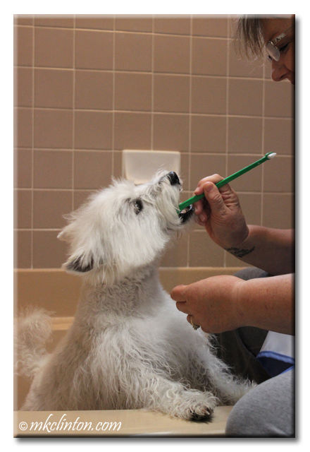 Westie getting his teeth brushed