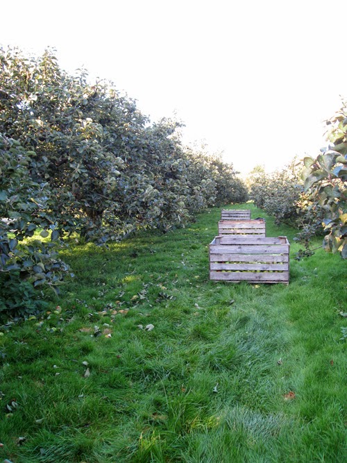 The Orchard Tea Room & Farm Shop 2014