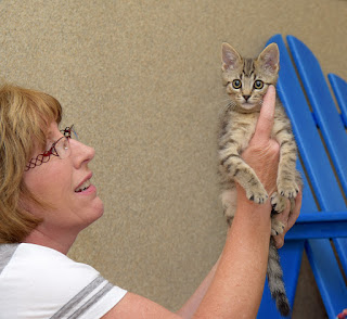 kitten being held up by human
