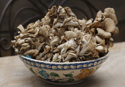 Maitake