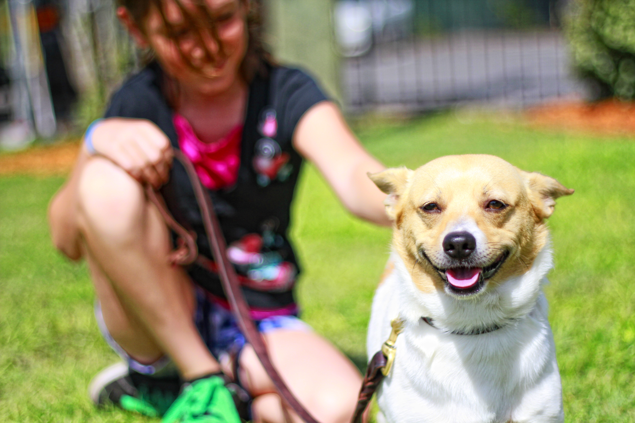 The Doglando Blog Orlando Dog Grooming Orlando Dog Training Dog