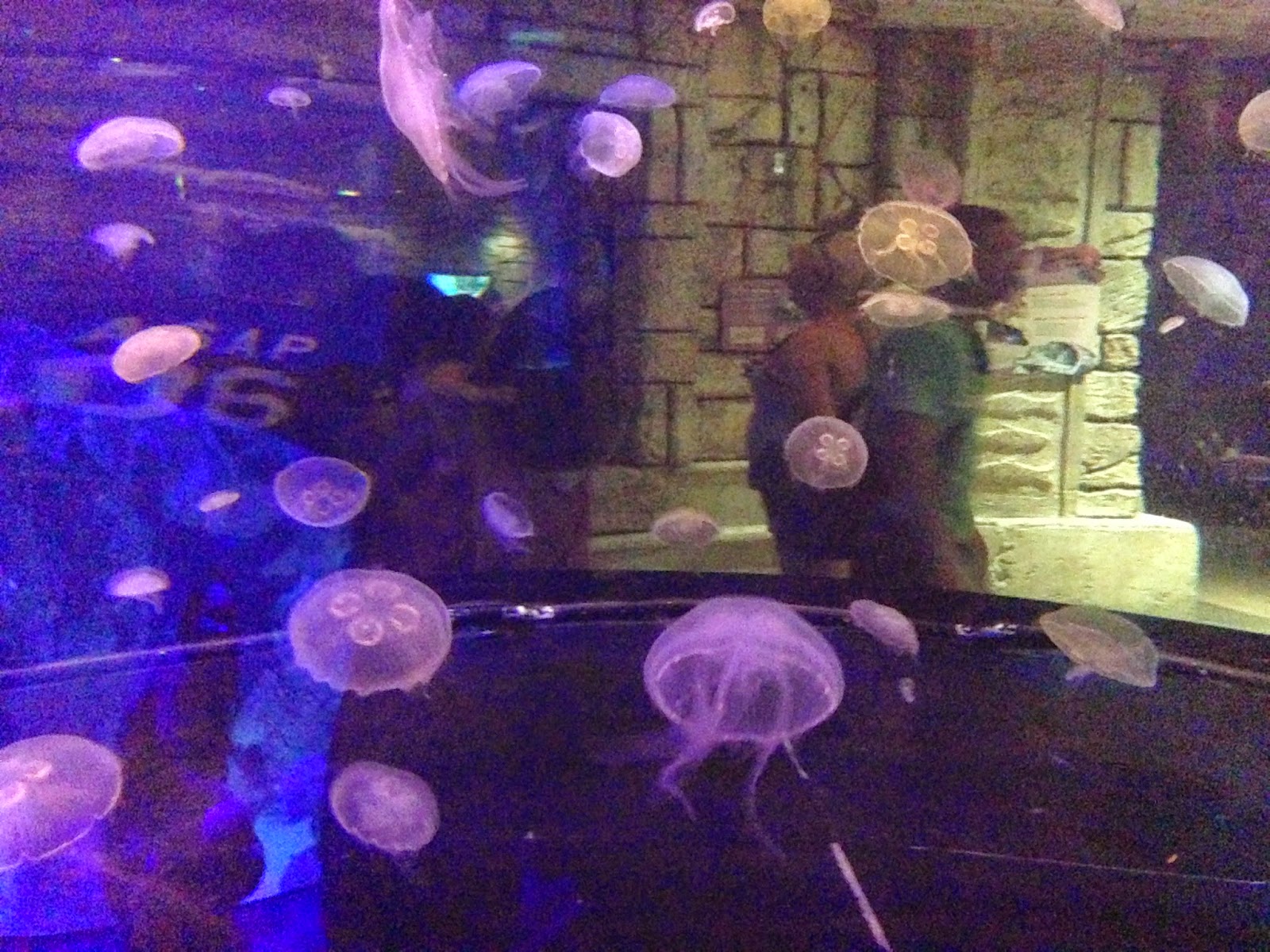 Vintage Starlet: Carrot Top at Luxor and Shark Reef at Mandalay Bay