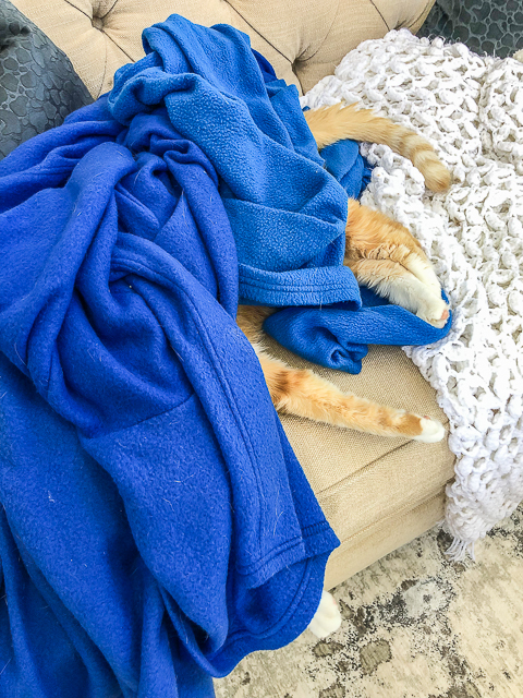 Meow Monday - pictures of cute cats to start the week! Come see what Jack, Squeaky, and Nacho Man Kitty Savage have been up to! cat hiding under a blue blanket