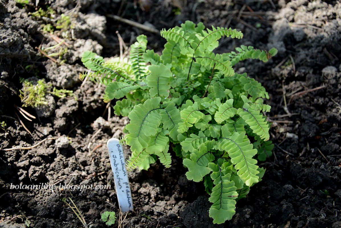 rohenäpp: Noored nunnud ritta. Lõppu vanemaid ka