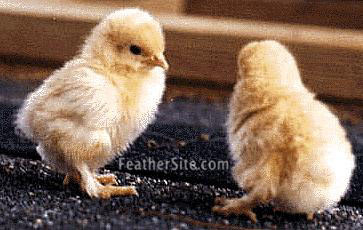 bantam chicks