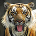 ALLAHUAKBAR !! Gadis Disergah Harimau Meninggal
