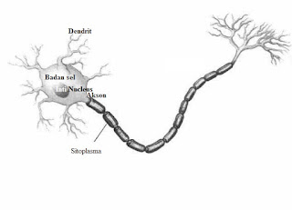 Bentuk neuron yang kecil dan panjang membantunya menjalankan fungsinya mengirim pesan
