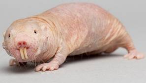 Rato De Cu Pelado Rato De Cu Pelado