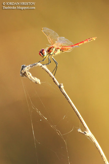 dragonfly Bulgaria