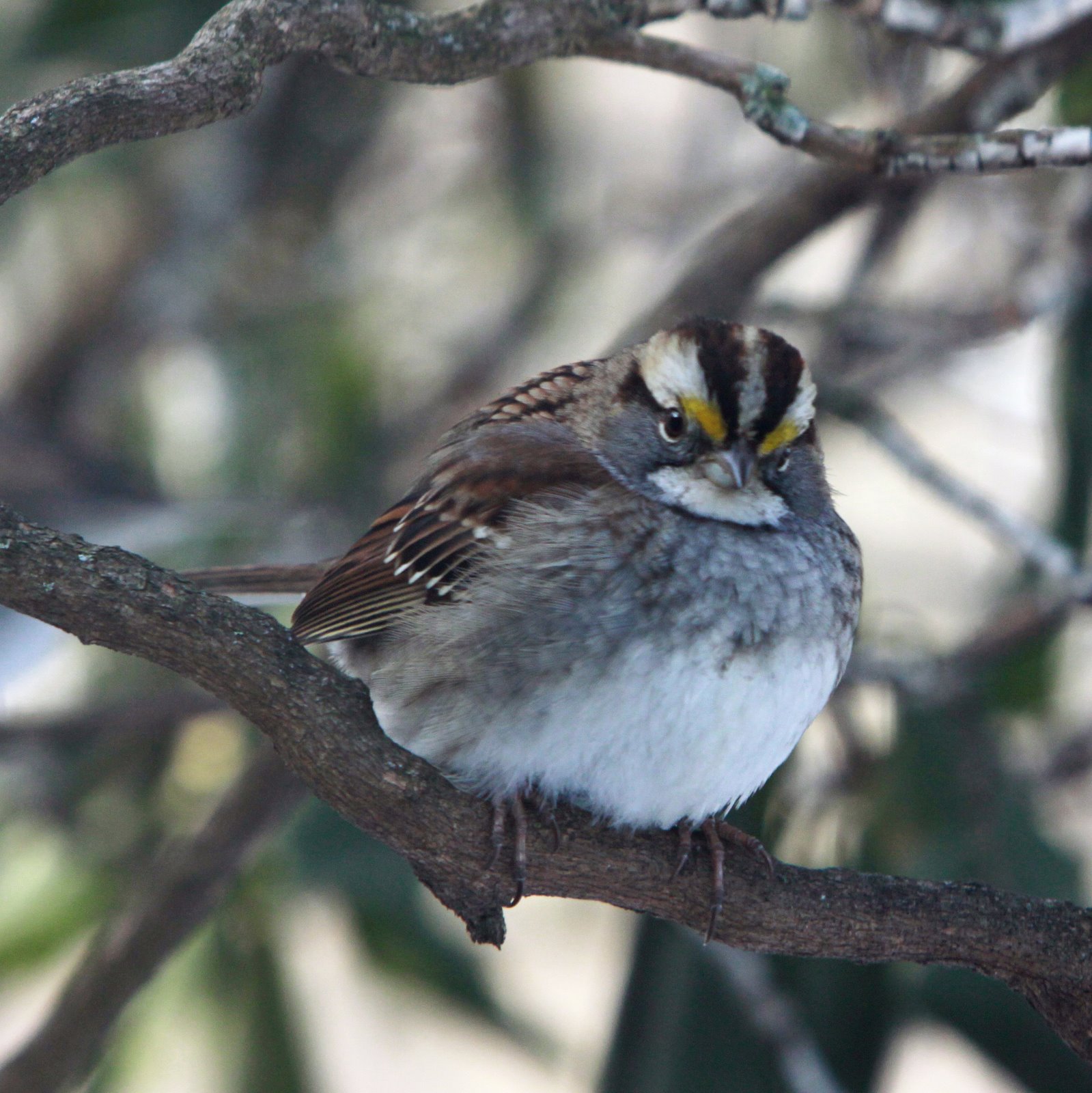 Omss Bird NJ Bird Photos Birds of New Jersey