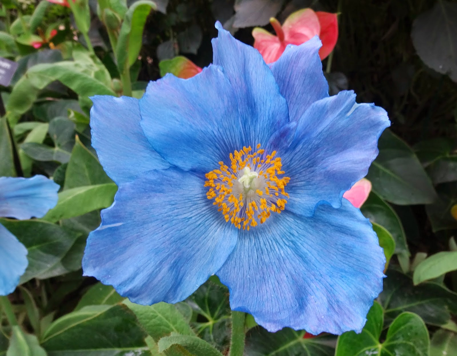 Blue Poppy - wide 6