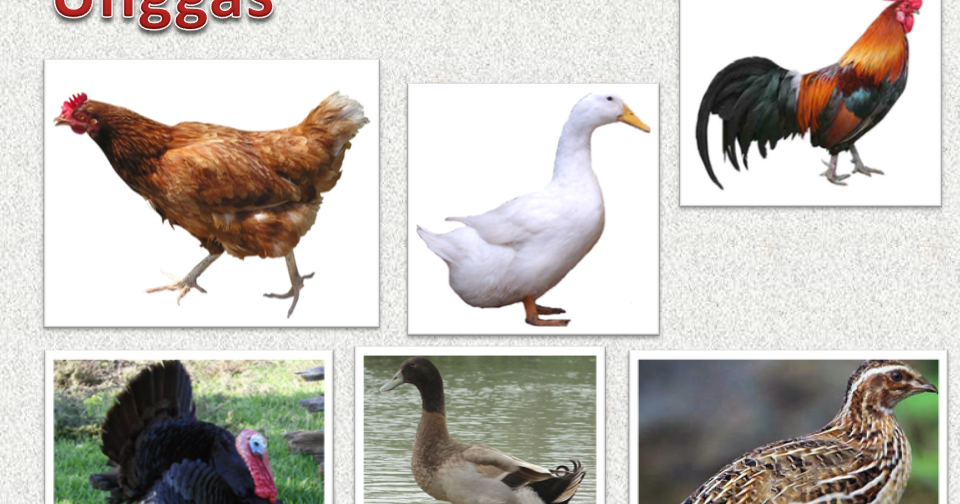 Pengetahuan Bahan Makanan, Pengertian Unggas, Macam-Macam ...