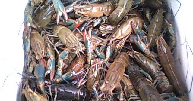 download budidaya udang lobster air tawar pdf software download budidaya udang lobster air tawar pdf software