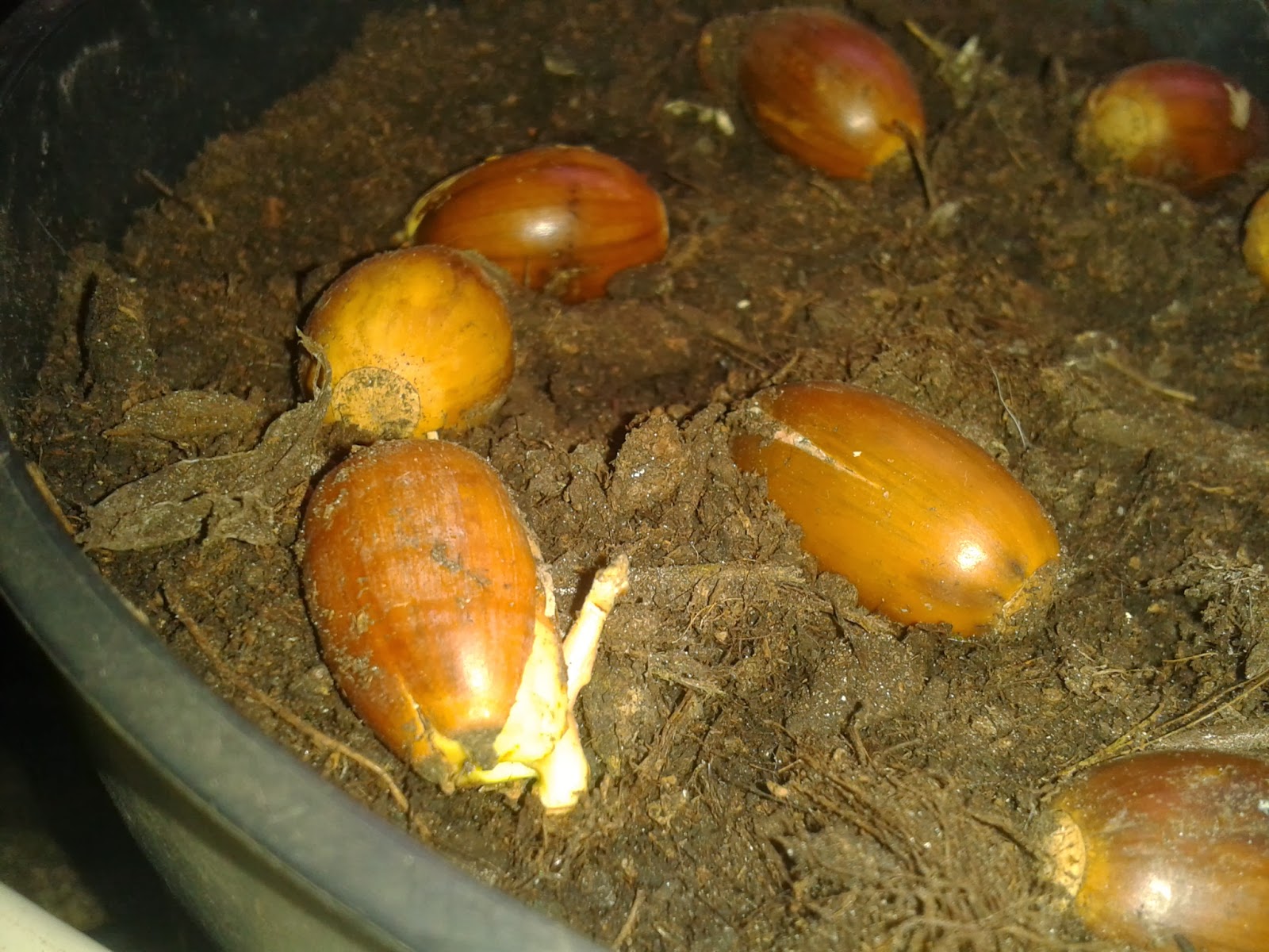 how to grow an oak tree from an Acorn Acorns to Oak tree, month by