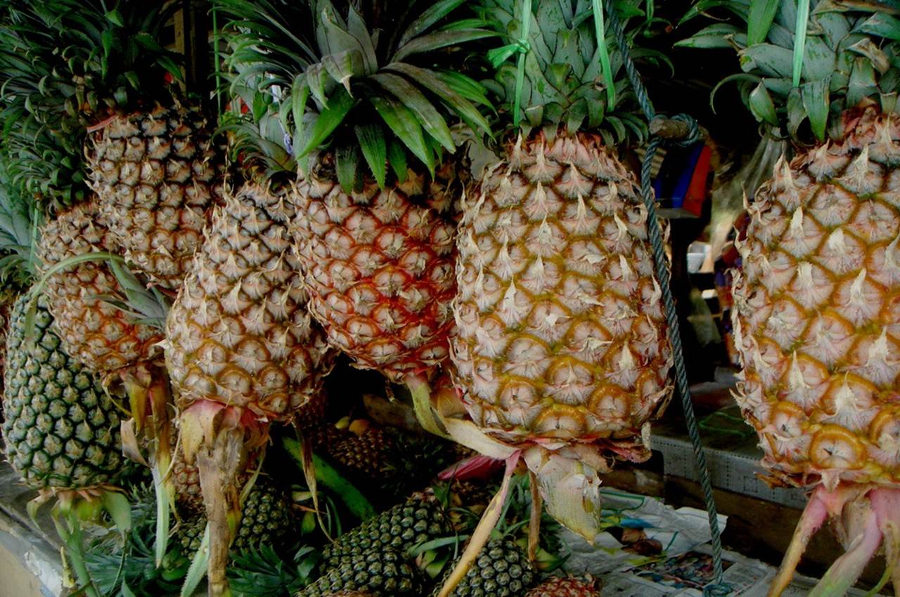 ананас с ножками. ананас на столе. морской ананас. дорогой ананас. ананас фрукт.