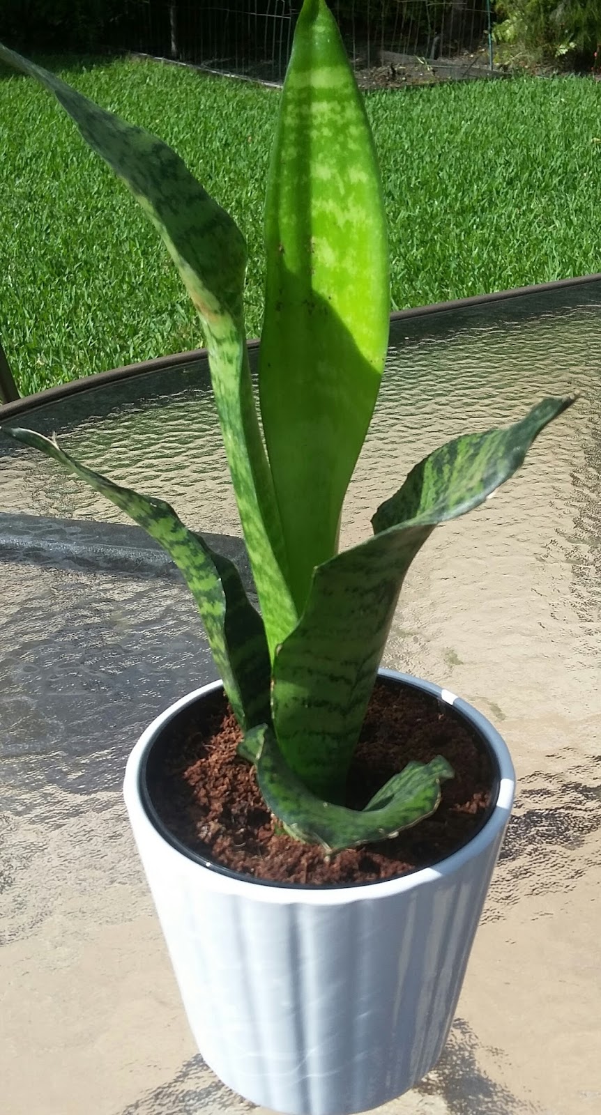 Real Estate Indoor Plants that Detoxify Your Home