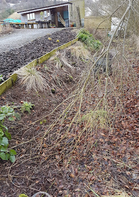Tidying the dry shade border, before and after Tidying the dry shade border, before and after