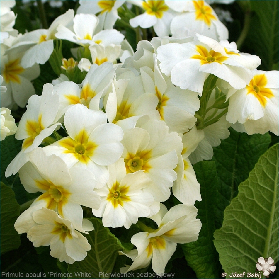 Primula acaulis (vulgaris) 'Primera White' - Pierwiosnek bezłodygowy