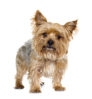 The Smart Aldi Shopper Aldi Review Shep Dry Dog Food