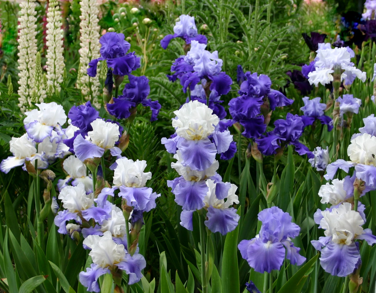 World of Irises "Talking Irises" THE BLUE IRIS GARDEN Planting A