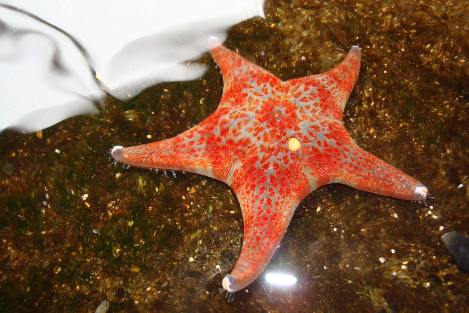 Kamp Kyburz Aquarium in Crescent City, California