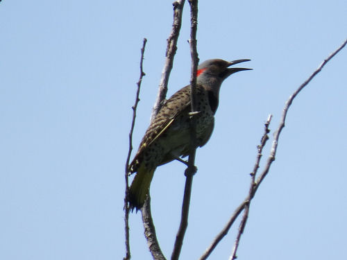 flicker