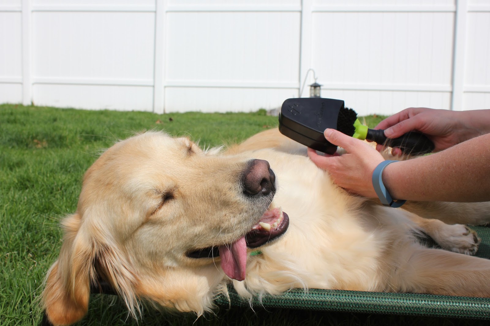 keeping dogs well groomed with FURminator Dual Brush