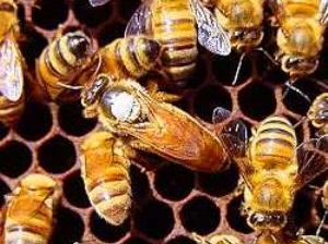 Abejas - ganadería apícola Foto de abejas almacenando miel representante de la apicultura