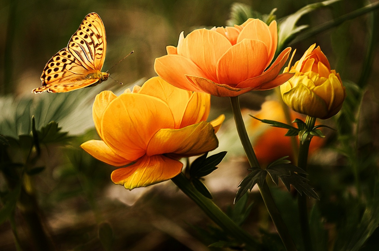 Flowers & butterfly
