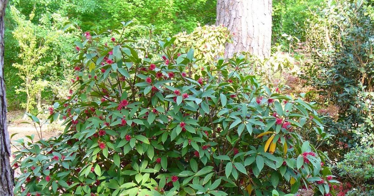 Vw Of America >> The British Gardener - The Tropical years: Damn good ... Vw Of America >> The British Gardener - The Tropical years: Damn good ...