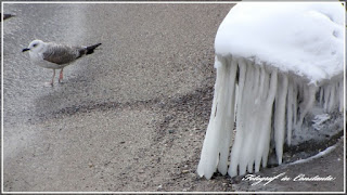 Winter Casino Constanta