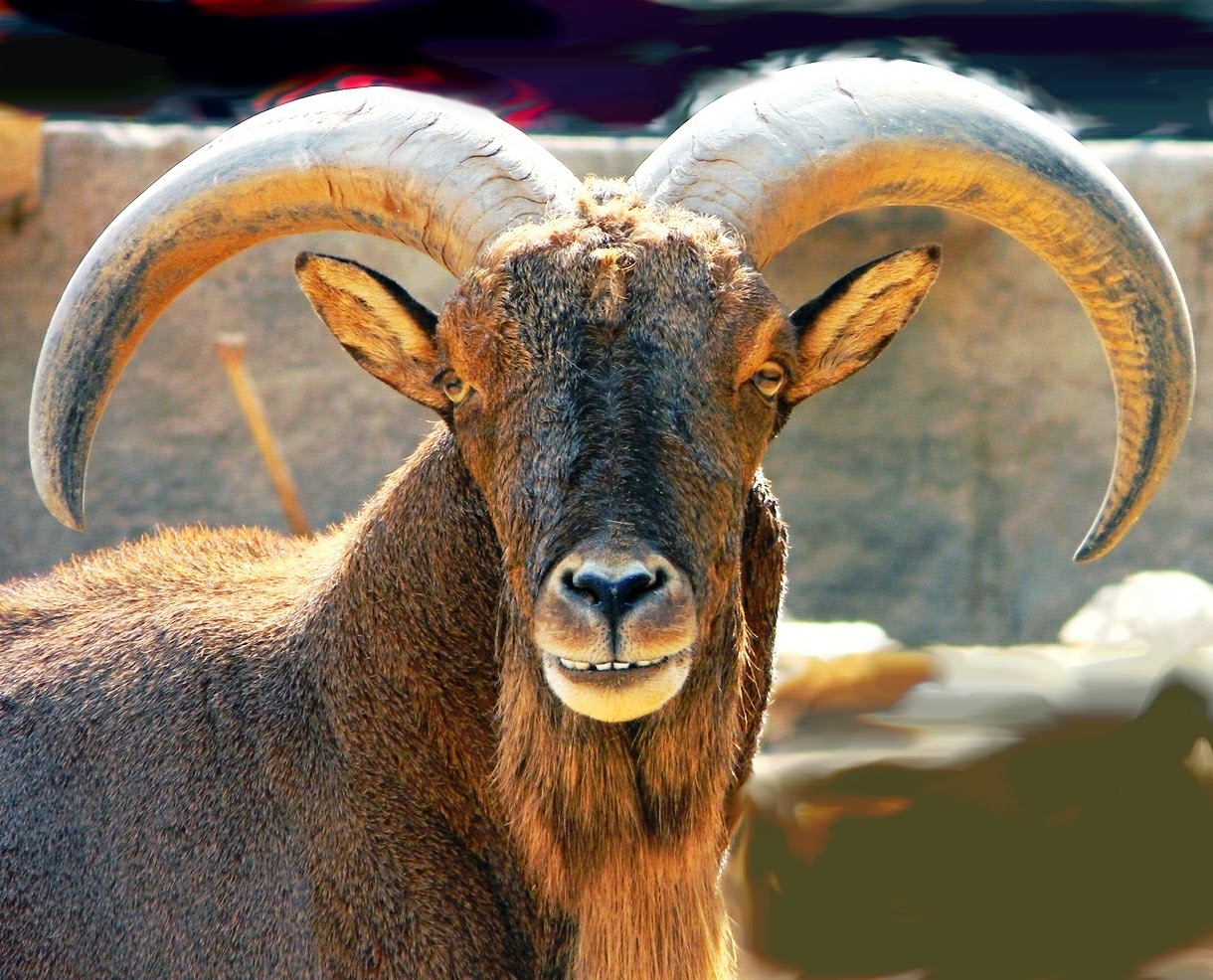 Mouflons Creative Space: My Mouflon logo and avatar