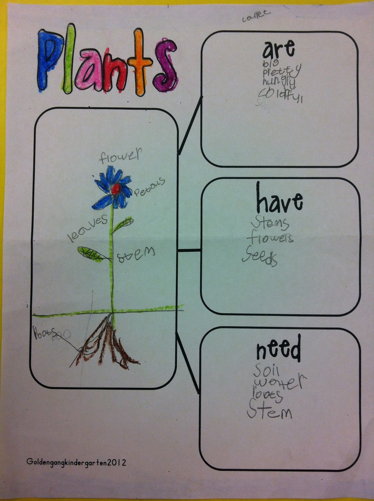 Plant Worksheet For Kindergarten