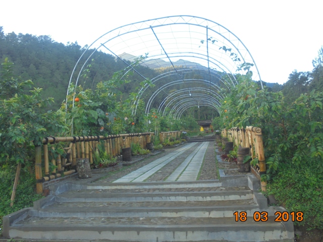 Info Wisata Kopeng Agrowisata Gunung Sari Kopeng