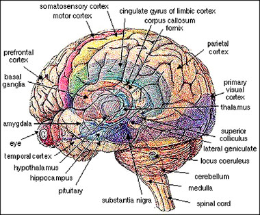 Brian Owens Image: Brain Regions