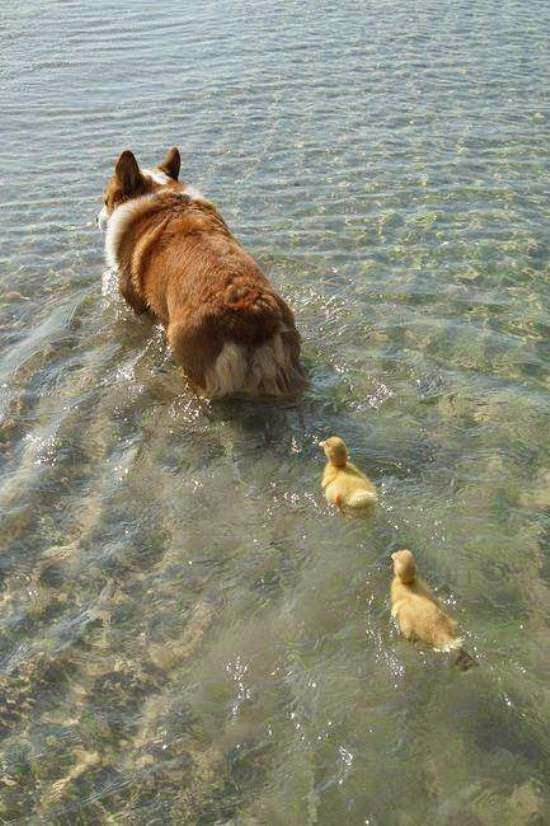 los patos siguen lo primero que ven.