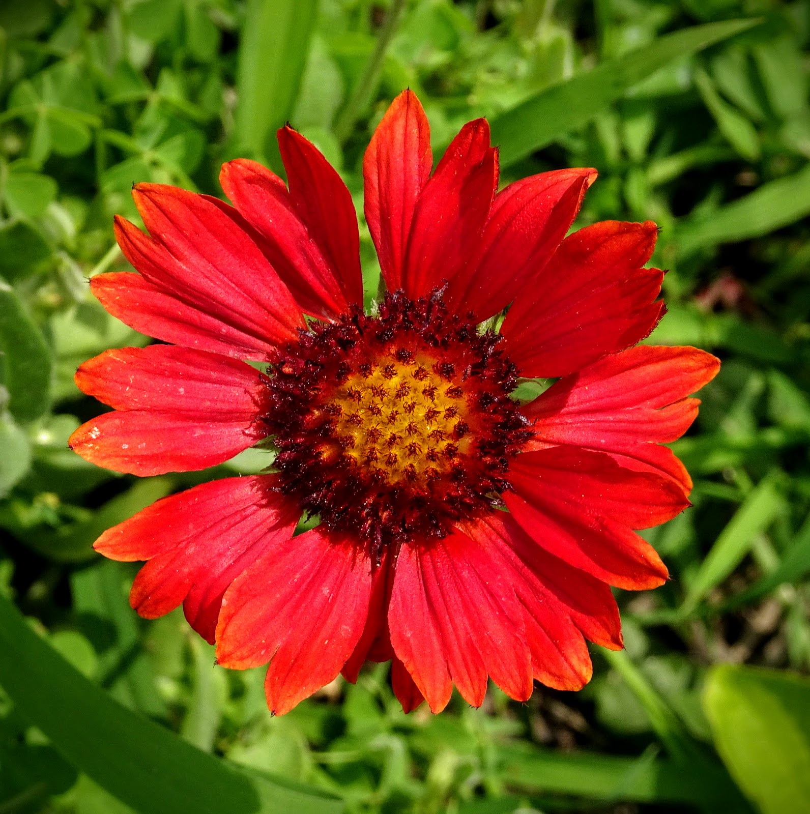 Love, Joy and Peas Lavender, Spirea, Double Day Lily, Mexican Blanket