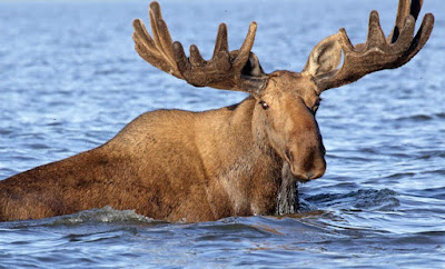 Siberian moose found to share DNA with exctinct relative Siberian moose found to share DNA with exctinct relative