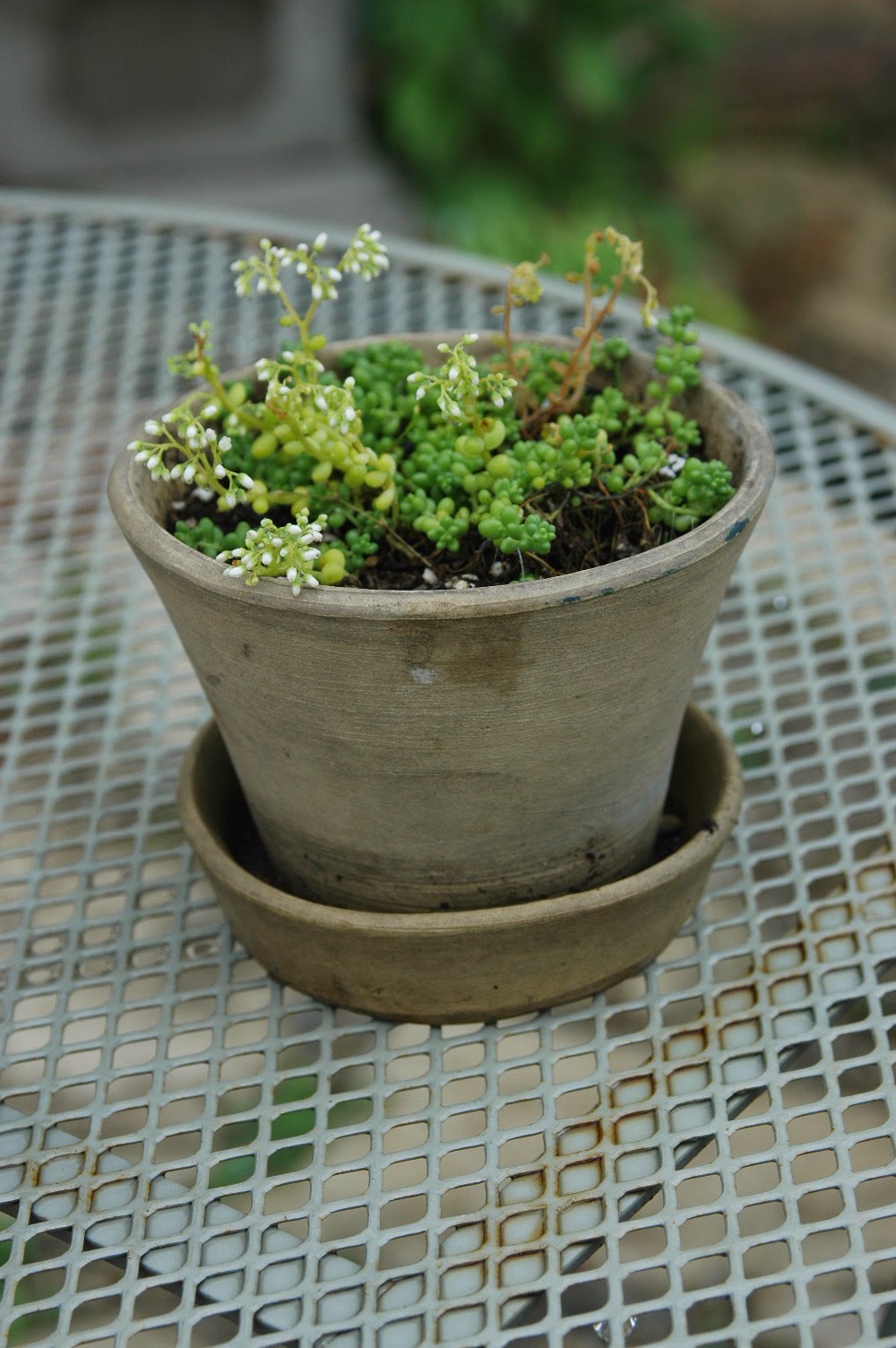 Sedum album chloroticum 'Baby Tears'