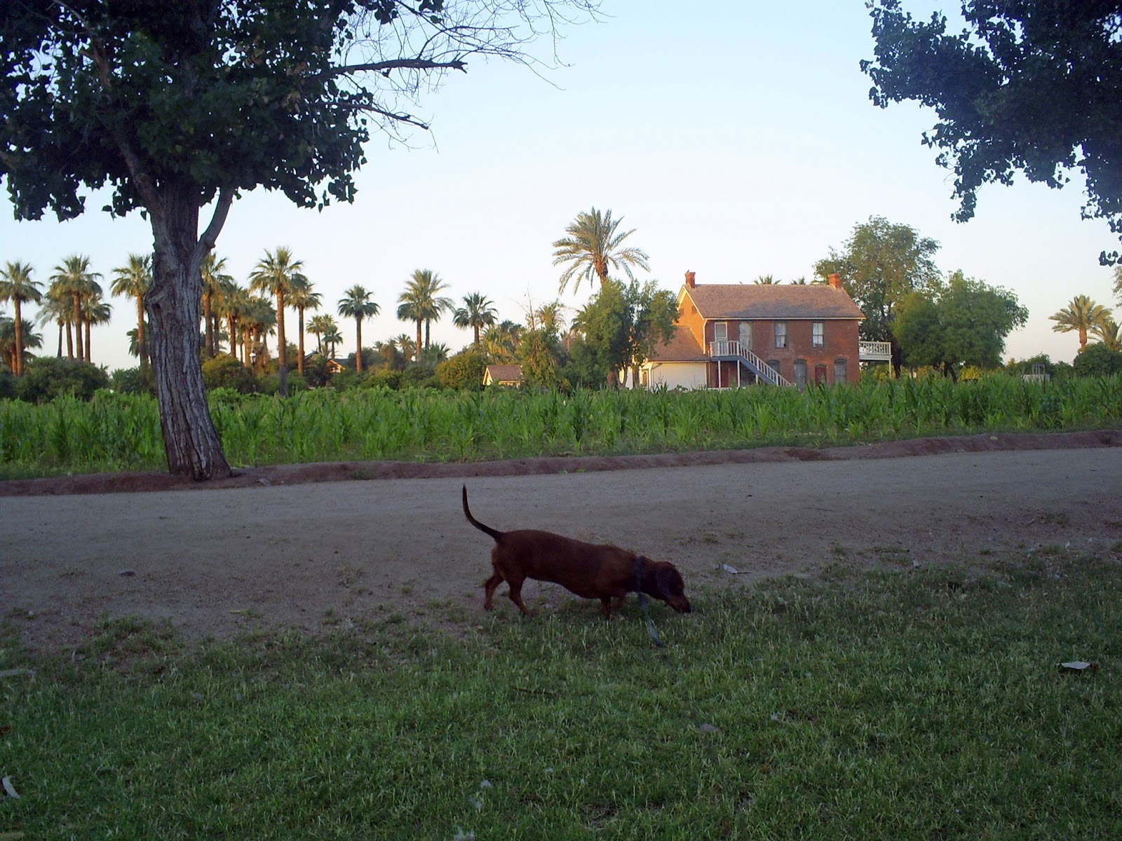 Sahuaro Ranch Dog Park Sahuaro Ranch Dog Park