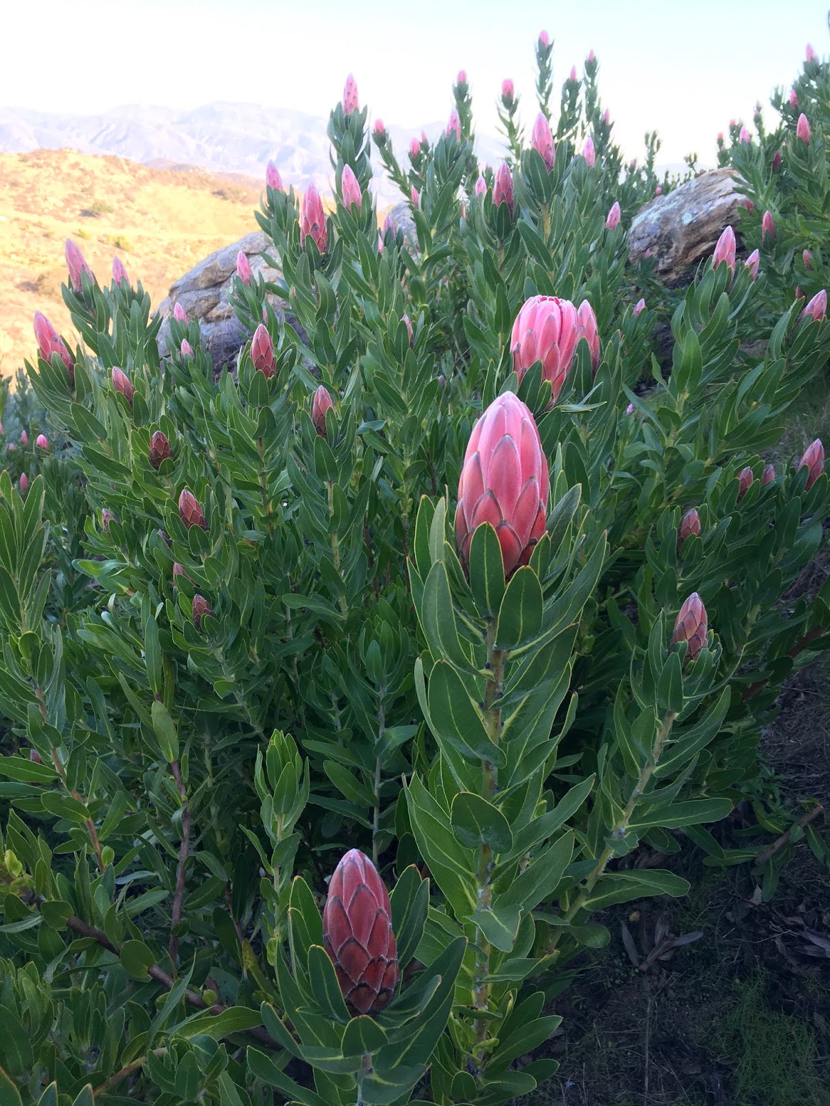 A Passion for Flowers Protea Trish Compacta