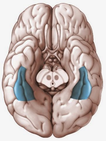 Beynimiz ve Biz: Yüzleri Nasıl Tanıyoruz? / Fusiform Gyrus | Tanrı Var Mı?