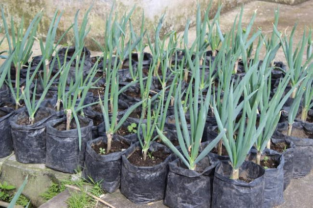 Proses Penanaman Bawang daun Proses Penanaman Bawang daun