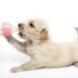Como hacer leche para cachorros maternizada Aquí