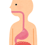 食道・胃・腸のイラスト（人体）