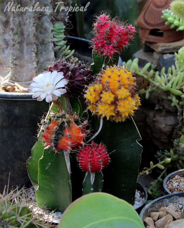 Variedad de cactus injertados