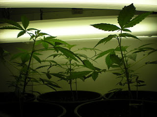 fotoperiodo de crecimiento fotoperiodo de crecimiento en el cultivo de cannabis